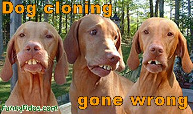 funny-dog-cloning-gone-wrong