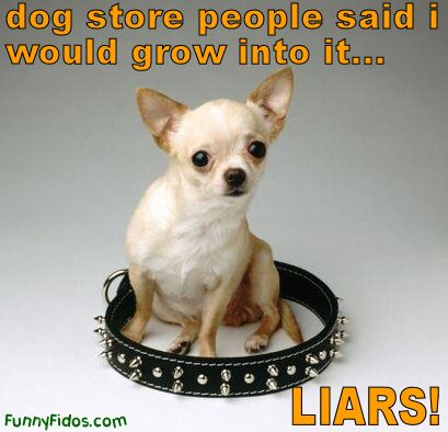 funny dog. Adult Dog Store