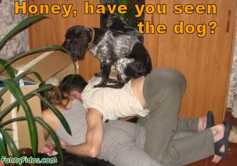 funny dog pics. Now, where#39;s that darn dog.