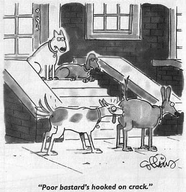 funny-dog-cartoon-crack.jpg