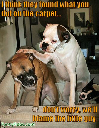 funny dog. funny dog - don\\#39;t worry