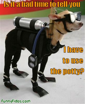 funny dogs dressed up. You might also like