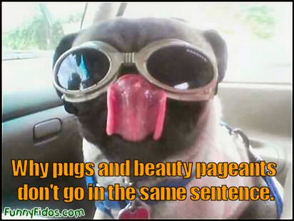 Formula  Watches on Funny Pug Dog