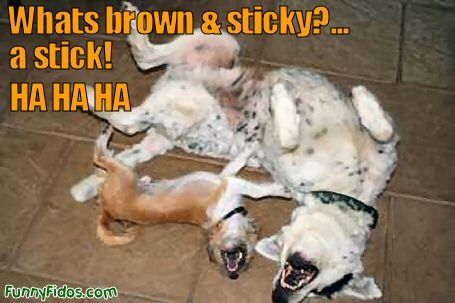 funny-dog-whats-brown-and-sticky.jpg