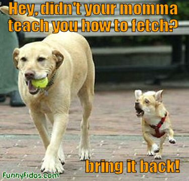 dog stealing ball