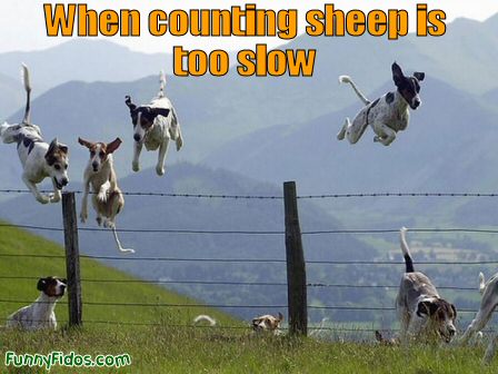 http://www.funnyfidos.com/wp-content/uploads/2009/04/funny-dog-counting-sheep.jpg