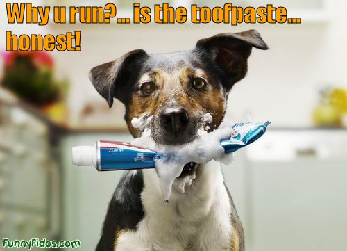 toothpaste dog