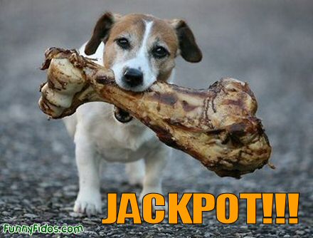 doggie jackpot