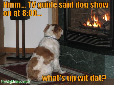 dog starring at fireplace