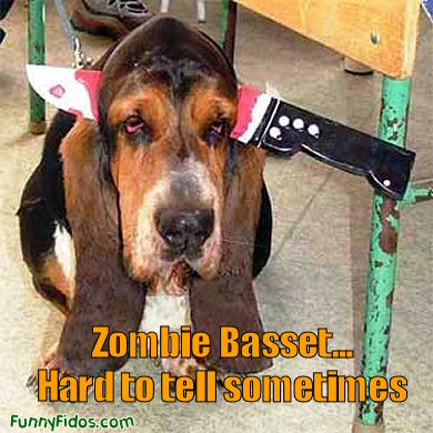 funny zombie. zombie basset