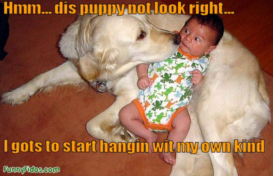 funny puppy pictures. Funny puppy watching TV