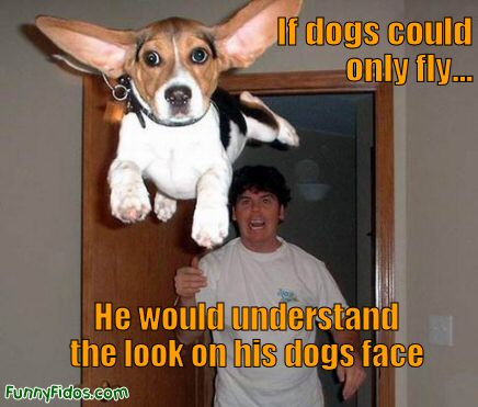 funny dog pictures. Posted in Funny Dog Pictures I