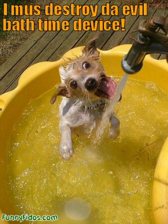 dog biting water