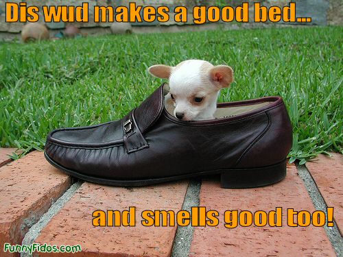 puppy in a shoe