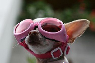 Funny dog wearing goggles