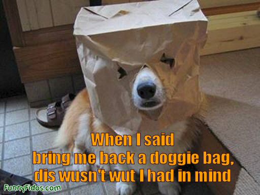 dog with a bag on his head