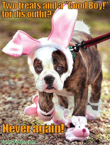 dog dressed as bunny rabbit