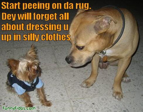 funny dog pics. Funny peeing dog