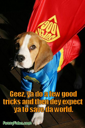 dog dressed in Superdog costume
