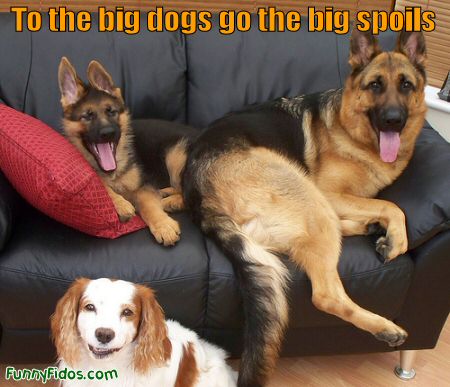 big dogs get the couch