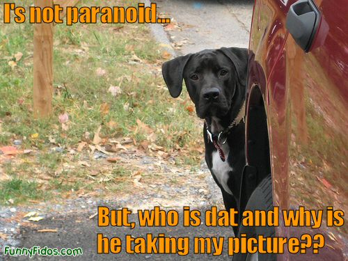 paraniod dog