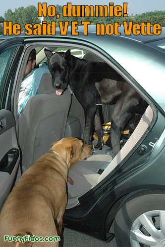 two dogs in a car