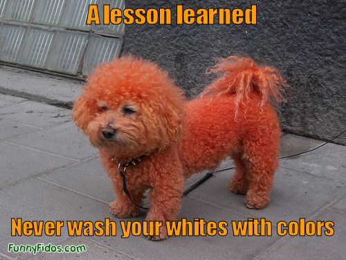 dog dyed red