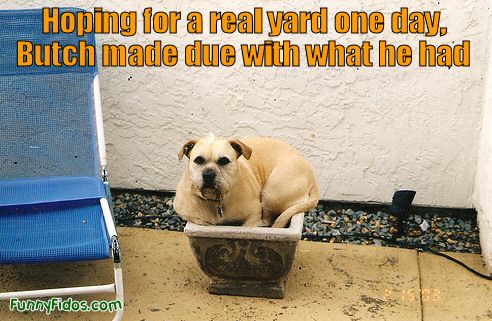 dog sitting in a flower pot