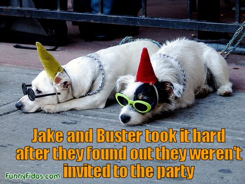 two dogs with party hats on