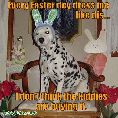 Funny dog dressed like easter bunny