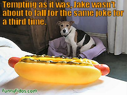 dog and fake hot dog