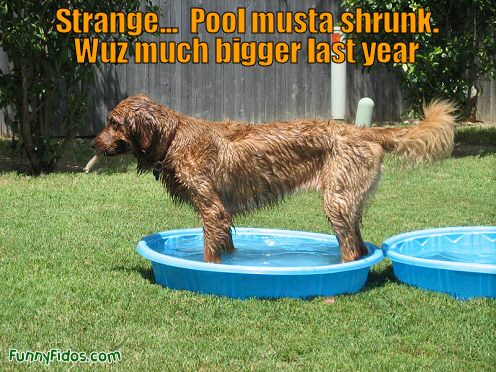 dog in a kiddie pool