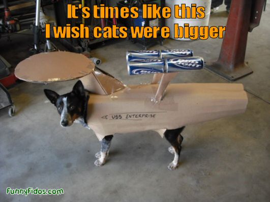 funny dogs and cats. Even the cats are bigger than