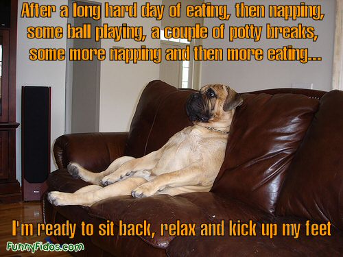 dog lounging on couch