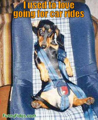 Funny dog in a car seat