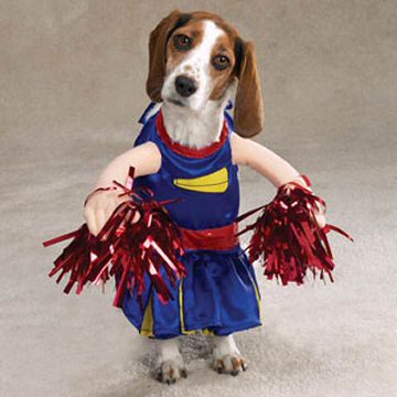 Funny dog dressed as cheerleader