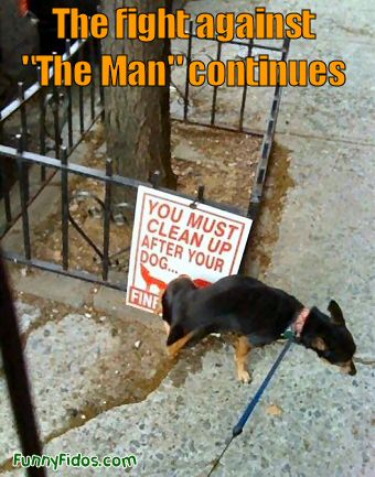 Funny picture of a dog peeing on a sign