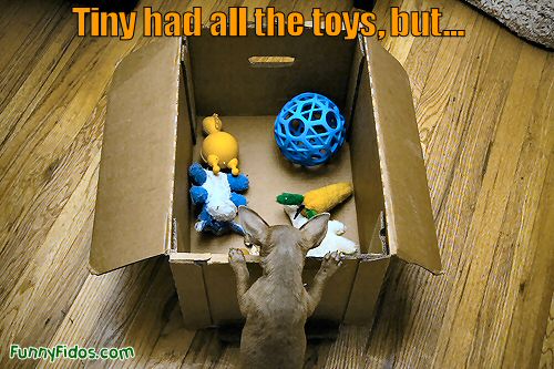 Funny little dog can\'t reach his toys