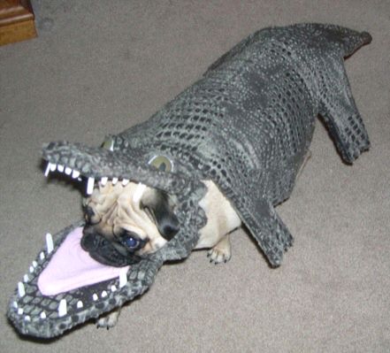 Pug in a alligator costume