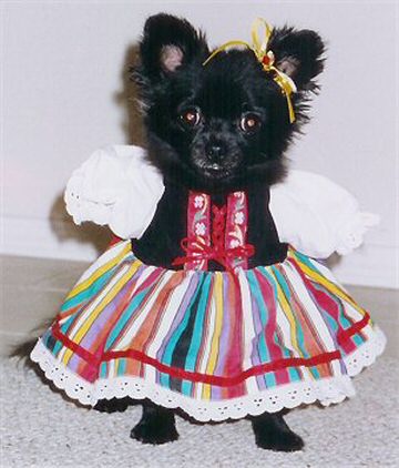 Cute littel dog dressed as Heidi