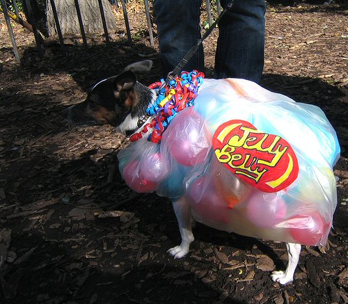 dog dressed in jelly belly costume