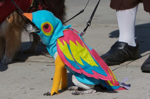 Dog dressed as a Parrot