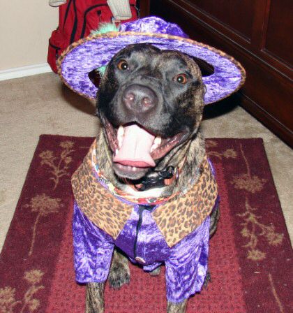 funny dog names. Pimp Dog Costume: Most costume