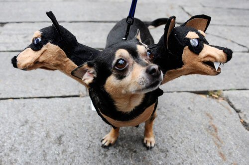 funny pictures of dogs in costumes. three headed dog costume