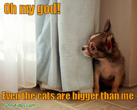 funny dogs and cats. The Truth about Cats and Dogs!