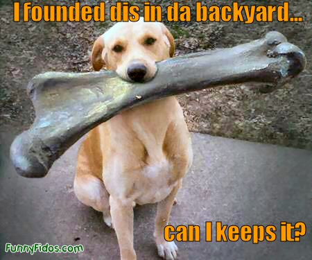 funny dog pictures. Funny Dog with a big bone