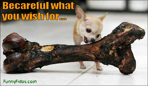 funny-dog-picture-careful-what-you-wish-