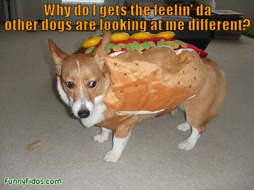 funny dog dressed as a hot dog