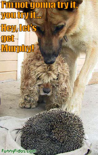 Two dogs starring at a porcupine wondering what it is