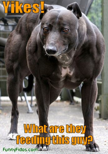 dog with steroid like muscles